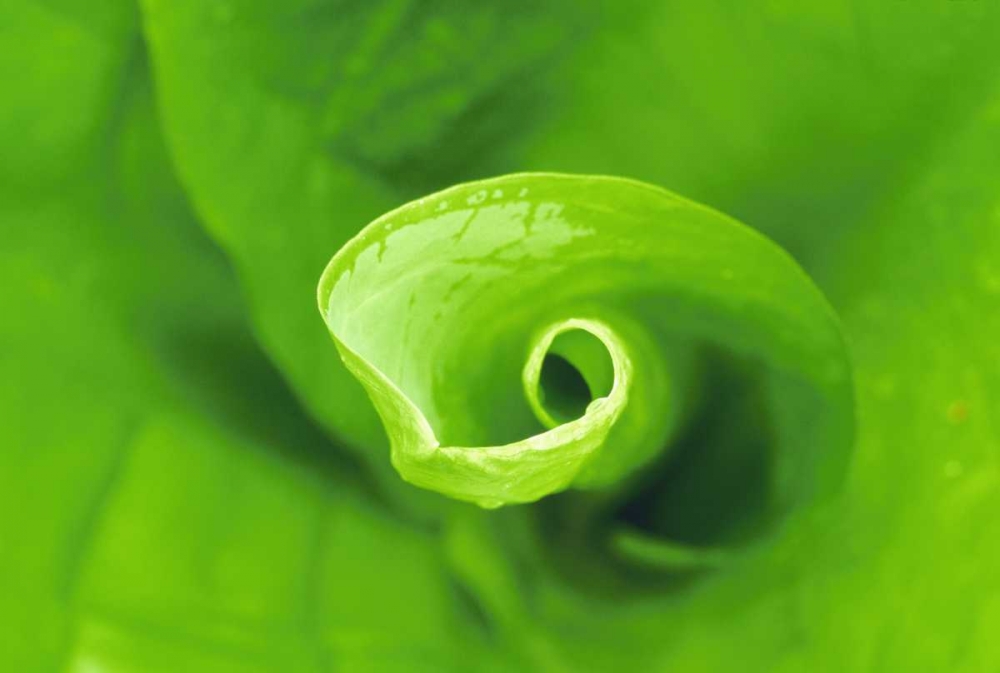 WA, Olympic NP Unfurling skunk cabbage leaf
